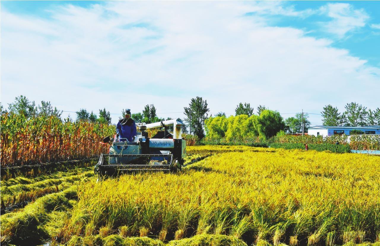 什么时间开始收割稻谷 a72a6af3-bdf1-43be-82d0-c1a8f0011d25.jpg?id=d98533f55f486ee4bfcb128c51378c80&divcol=202509