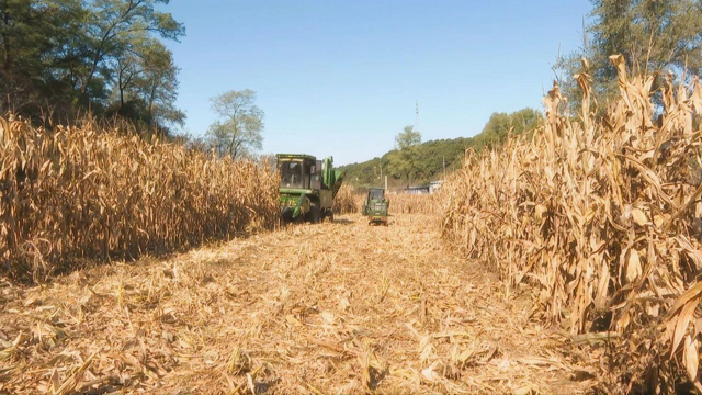 顺城区：打好“组合拳” 助农丰收又增收