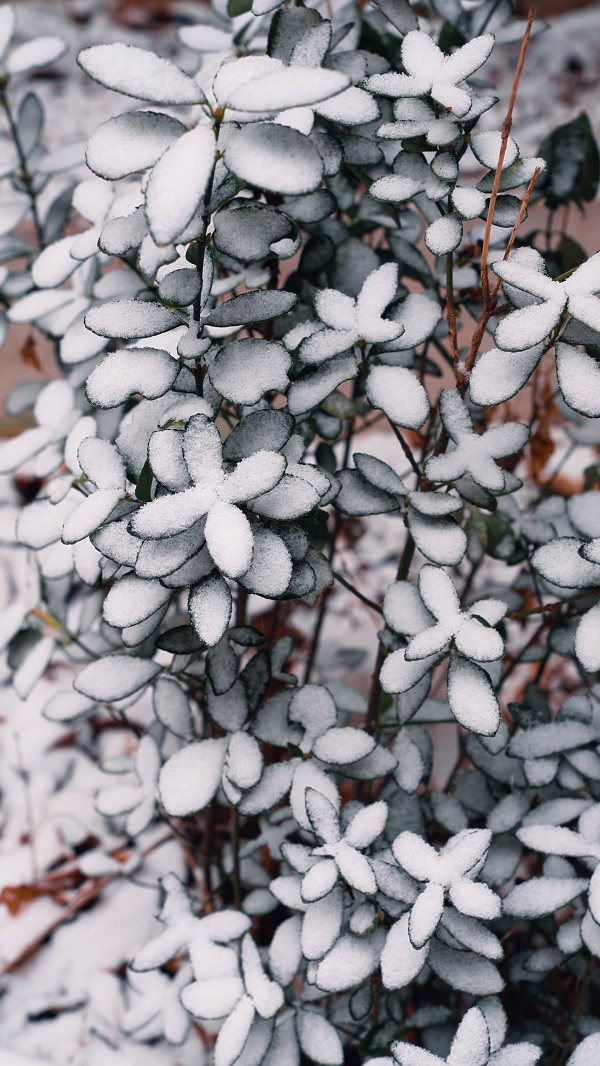 春雪凝枝